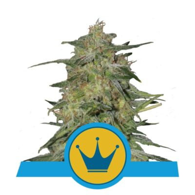 Experimenta la elegancia real de la variedad de cannabis Royal Highness de Royal Queen Seeds - Una opción equilibrada y refinada para los conocedores.