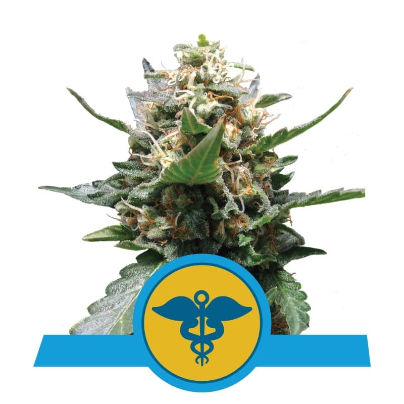 Descubre las cualidades medicinales de la variedad de cannabis Royal Medic de Royal Queen Seeds - Una opción confiable para el bienestar y el alivio.