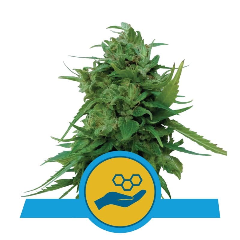 Solomatic CBD de Royal Queen Seeds: una autofloreciente rica en CBD de alta calidad con sabores afrutados y aromas agradables, ideal para uso medicinal.