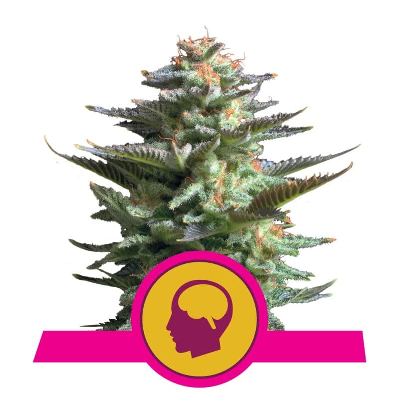 Amnesia Haze de Royal Queen Seeds, una potente y aromática variedad de cannabis con predominancia Sativa. Descubre la combinación única de aromas cítricos y efectos eufóricos.