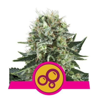 Bubble Kush - Una variedad de cannabis conocida por su encantador aroma y sus efectos relajantes. Descubre las propiedades únicas de Bubble Kush para una experiencia placentera.