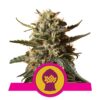 Bubblegum XL - Una variedad de cannabis sabrosa con aromas dulces similares al chicle. Descubre las características únicas de Bubblegum XL para una experiencia placentera.