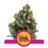 Candy Kush Express de Royal Queen Seeds - Una variedad de cannabis de floración rápida con aromas dulces y especiados. Disfruta de la experiencia única de Candy Kush Express.