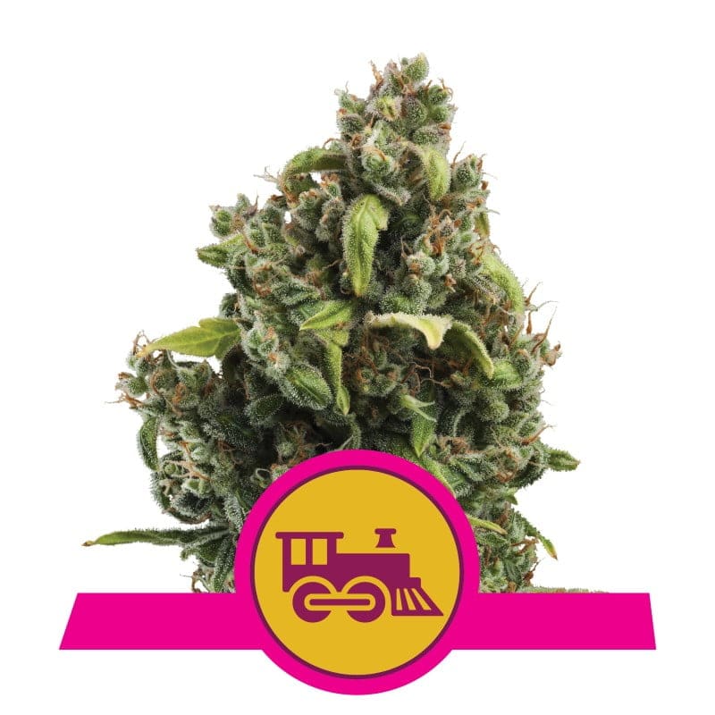 Candy Kush Express de Royal Queen Seeds - Una variedad de cannabis de floración rápida con aromas dulces y especiados. Disfruta de la experiencia única de Candy Kush Express.