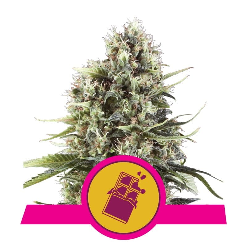 Chocolate Haze de Royal Queen Seeds - Una rica variedad de cannabis con aromas a chocolate y avellana. Descubre la deliciosa experiencia de Chocolate Haze.