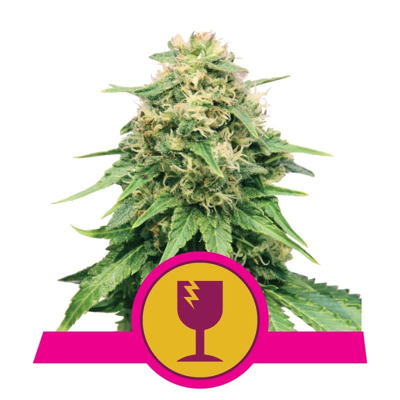 Royal Queen Seeds Critical - Una poderosa variedad de cannabis con genética real. Descubre las características únicas de Royal Queen Seeds Critical.