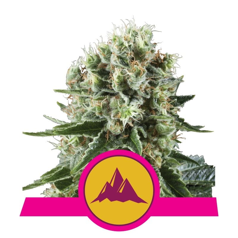 Critical Kush de Royal Queen Seeds - Una poderosa variedad de cannabis con el equilibrio perfecto entre las genéticas Critical y Kush. Descubre las características únicas de Critical Kush.