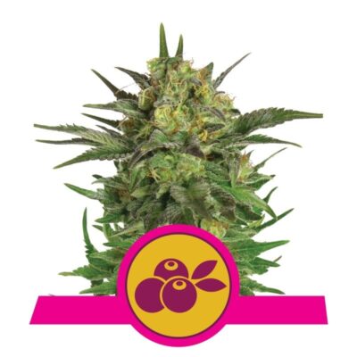 Haze Berry de Royal Queen Seeds - Disfruta de una combinación armoniosa de Haze y Blueberry con la variedad de cannabis Haze Berry. Una experiencia sabrosa y potente.