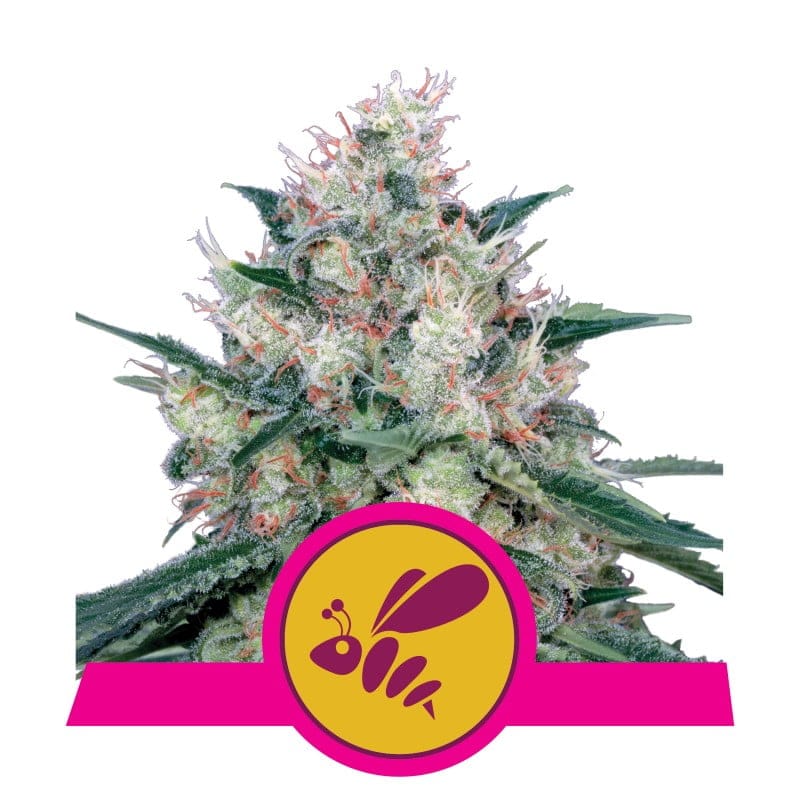 Honey Cream de Royal Queen Seeds - Descubre los placeres dulces y cremosos de la variedad de cannabis Honey Cream, ideal para los amantes de las experiencias deliciosas y relajantes.