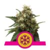 Ice Wiet de Royal Queen Seeds - Disfruta del poder refrescante y los efectos energizantes de la variedad de cannabis Ice, perfecta para un subidón energético.