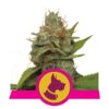 Kali Dog de Royal Queen Seeds