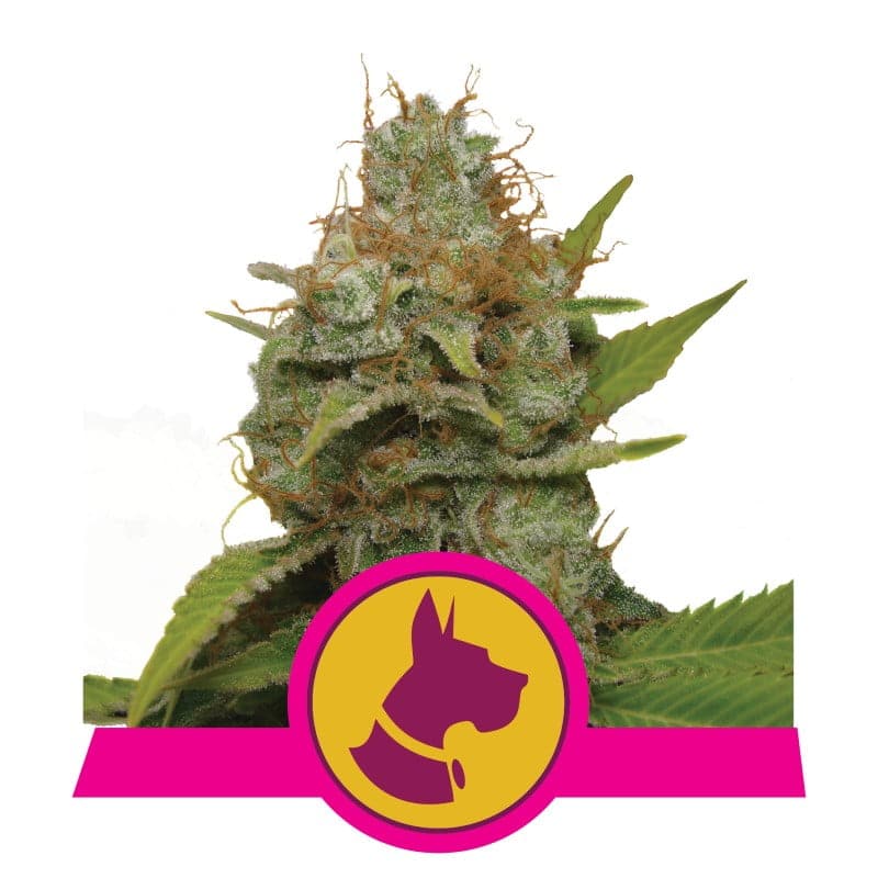 Kali Dog de Royal Queen Seeds