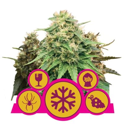 Feminized Mix de Royal Queen Seeds - Una mezcla variada de semillas de cannabis feminizadas para diferentes experiencias de cultivo. Descubre la versatilidad de la Feminized Mix.