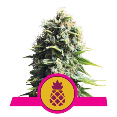 Pineapple Kush de Royal Queen Seeds: Descubre los sabores exóticos y dulces de esta deliciosa variedad de cannabis con dominancia Indica.