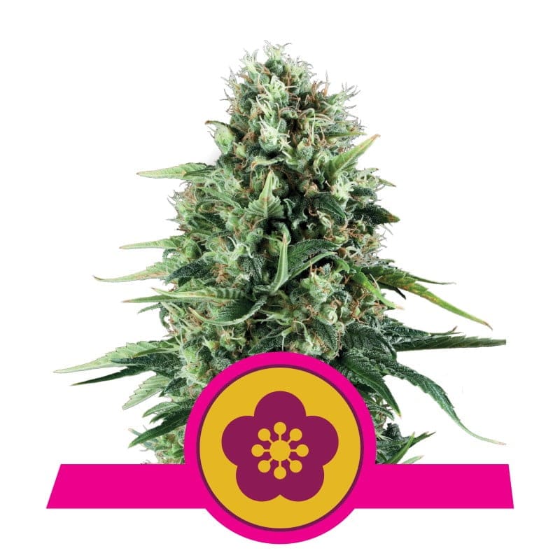 Power Flower de Royal Queen Seeds: Una potente variedad floral con propiedades energizantes para una experiencia estimulante.