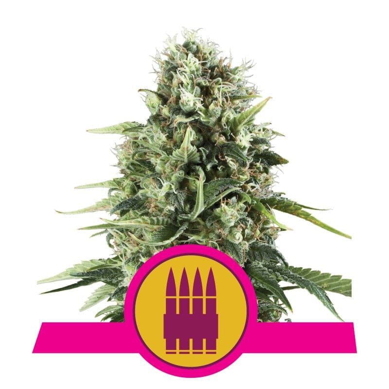 Royal AK de Royal Queen Seeds: Una potente y emblemática variedad de cannabis con características distintivas de AK-47 para los aficionados más exigentes.