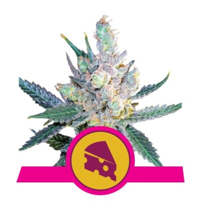 Royal Cheese de Royal Queen Seeds: una clásica y sabrosa variedad de cannabis con características distintivas para los amantes.