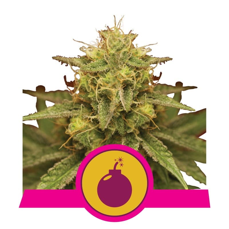 Royal Domina de Royal Queen Seeds: Una poderosa y cautivadora variedad de cannabis para verdaderos conocedores.