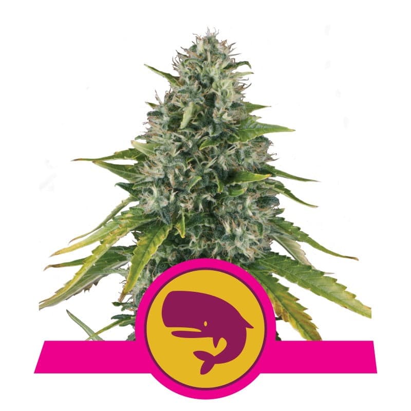 Experimenta el majestuoso poder de la variedad Royal Moby de Royal Queen Seeds - Una impresionante elección para conocedores serios.