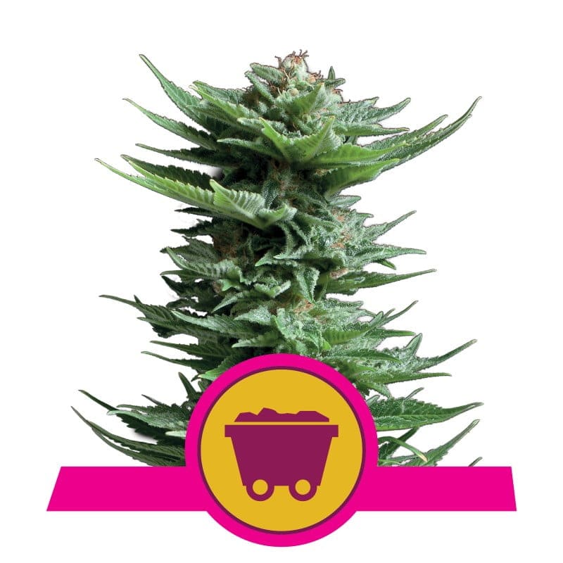 Brillante y potente: la variedad de cannabis Shining Silver Haze de Royal Queen Seeds - Una elección legendaria por su intensidad y sabor.