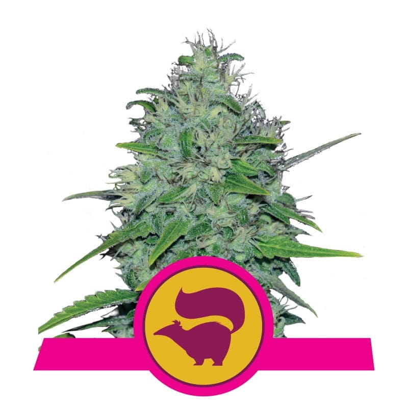 Disfruta de los aromas característicos y la potencia de la variedad de cannabis Skunk XL de Royal Queen Seeds - Una elección potente para conocedores.