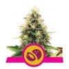 Disfruta de la dulce tentación de la variedad de cannabis Somango XL de Royal Queen Seeds - Una elección afrutada y potente para conocedores.