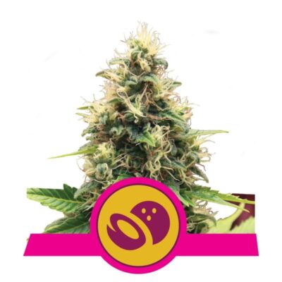 Disfruta de la dulce tentación de la variedad de cannabis Somango XL de Royal Queen Seeds - Una elección afrutada y potente para conocedores.