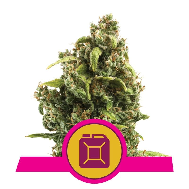 Descubre los aromas característicos y los potentes efectos de la variedad de cannabis Sour Diesel de Royal Queen Seeds - Un clásico favorito para conocedores.