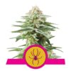 White Widow Royal Queen Seeds - Descubre la legendaria variedad White Widow de Royal Queen Seeds. Una favorita entre los amantes del cannabis en todo el mundo.