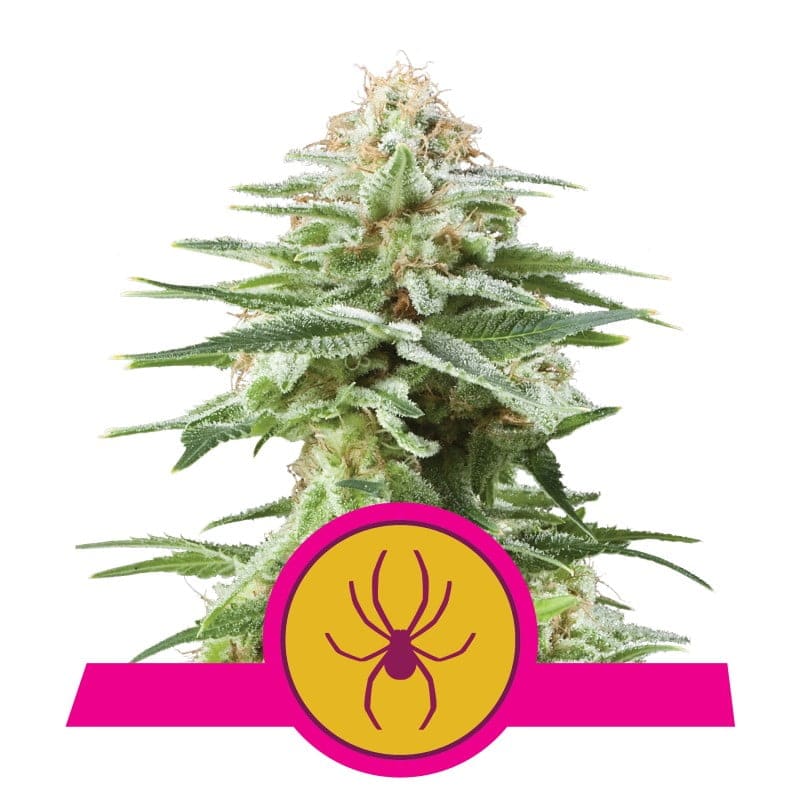 White Widow Royal Queen Seeds - Descubre la legendaria variedad White Widow de Royal Queen Seeds. Una favorita entre los amantes del cannabis en todo el mundo.