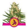 Fat Banana de Royal Queen Seeds - Una potente y sabrosa variedad de cannabis con un delicioso aroma a plátano. Experimenta la agradable fuerza de Fat Banana.