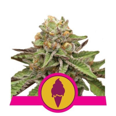 Green Gelato de Royal Queen Seeds - Descubre los deliciosos sabores y los potentes efectos de la variedad de cannabis Green Gelato. Disfruta de la experiencia única que Green Gelato tiene para ofrecer.