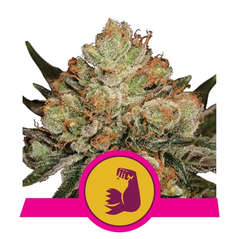 HulkBerry de Royal Queen Seeds -  Deleita tus sentidos con los potentes y afrutados aromas de HulkBerry, una variedad de cannabis que te lleva en un emocionante viaje lleno de sabor y potencia.