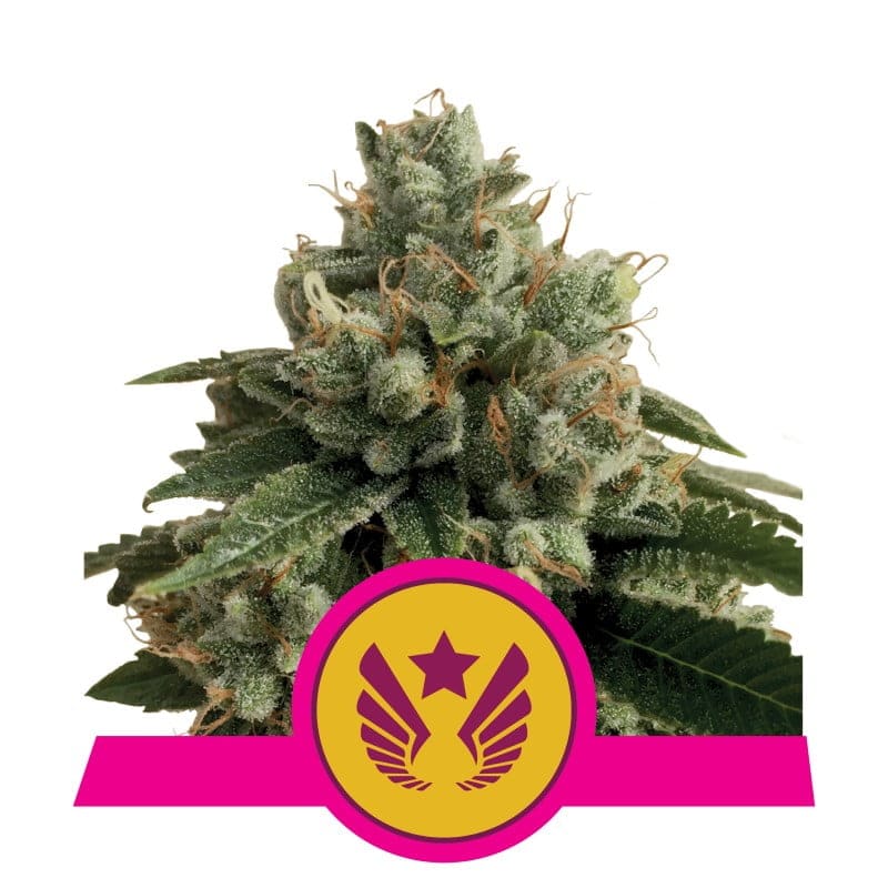 Legendary OG Punch de Royal Queen Seeds