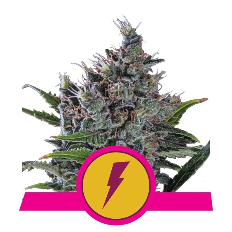 North Thunderfuck de Royal Queen Seeds: Experimenta la fuerza y el carácter únicos de North Thunderfuck. Una variedad de cannabis distintiva con una mezcla vigorizante de aromas y un efecto intenso.