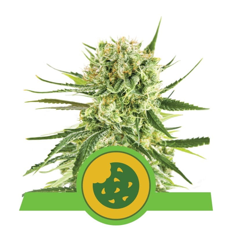 Royal Cookies Automatic de Royal Queen Seeds: una variedad de cannabis autofloreciente de rápido crecimiento y sabrosa con deliciosas características.