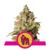 Royal Gorilla Automatic de Royal Queen Seeds: Potente variedad autofloreciente para una experiencia rápida y potente.