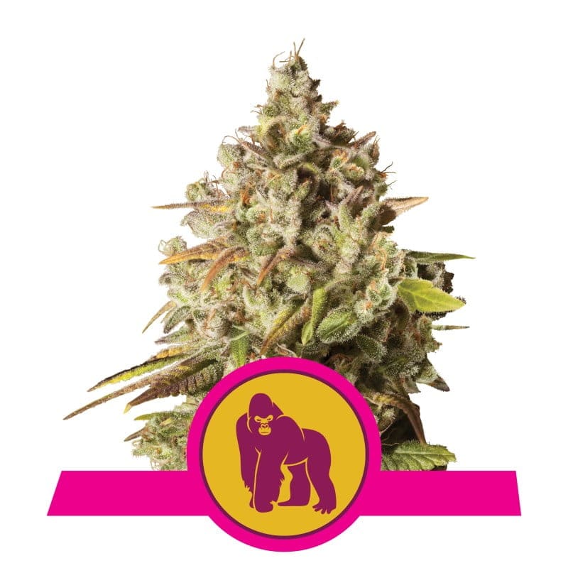 Royal Gorilla Automatic de Royal Queen Seeds: Potente variedad autofloreciente para una experiencia rápida y potente.