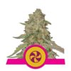 Deleita tus sentidos con la variedad de cannabis Sweet ZZ de Royal Queen Seeds - Un placer para el paladar y la mente.