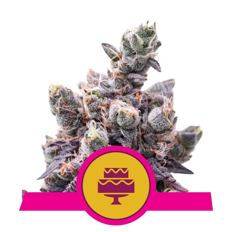 Wedding Gelato: Disfruta de la dulce tentación de la variedad de cannabis Wedding Gelato de Fast Buds. Una mezcla perfecta de sabores y efectos en esta variedad de alta calidad y rápida floración.