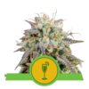 Mimosa Automatic de Royal Queen Seeds:  Disfruta del cultivo sin esfuerzo y del delicioso sabor de esta variedad de cannabis autofloreciente. Descubre un subidón relajante con aromas frutales.