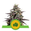 Purple Punch Automatic de Royal Queen Seeds: Una variedad de cannabis autofloreciente de rápida floración y sabrosa con genética única de Purple Punch.