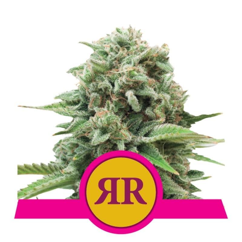 Prueba la perfección de la variedad de cannabis Royal Runtz de Royal Queen Seeds - Una opción sabrosa y potente para los aficionados exigentes.