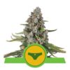 Descubre la dulce seducción de la variedad de cannabis Sherbet Queen Automatic de Royal Queen Seeds - Una experiencia autofloreciente de rápida floración y delicioso sabor.