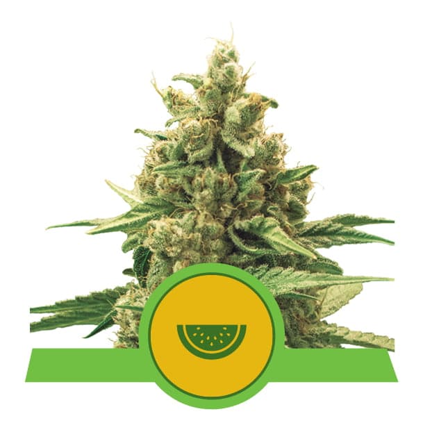 Descubre la dulzura refrescante de Watermelon Automatic de Royal Queen Seeds. Una deliciosa variedad de cannabis autofloreciente con aromas frutales y efectos calmantes.