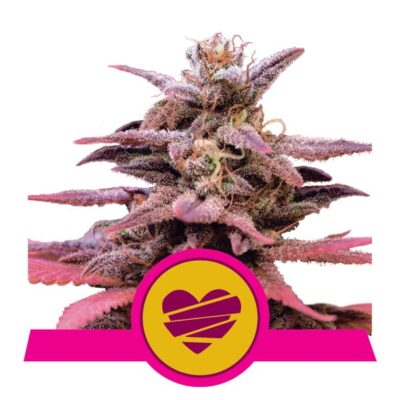 Descubre Wedding Crasher de Royal Queen Seeds: Una encantadora variedad híbrida de cannabis con aromas seductores y efectos relajantes.