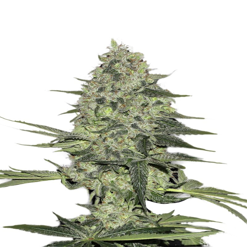 Rhino Ryder Auto de Fast Buds: Una robusta variedad de cannabis autofloreciente de floración rápida con características impresionantes.