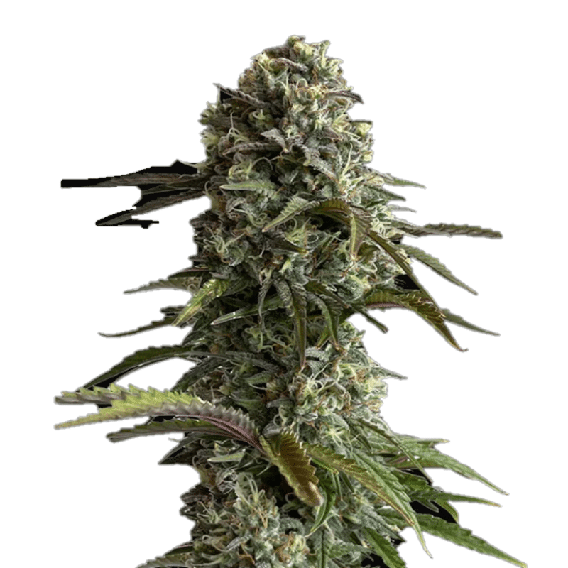 Fast Buds Original Auto Skunk: Experimenta el clásico aroma Skunk y el potente rendimiento de esta variante autofloreciente de la legendaria Skunk Original. Con la innovadora selección de Fast Buds, esta variedad ofrece el equilibrio perfecto entre velocidad, facilidad y resultados sobresalientes.