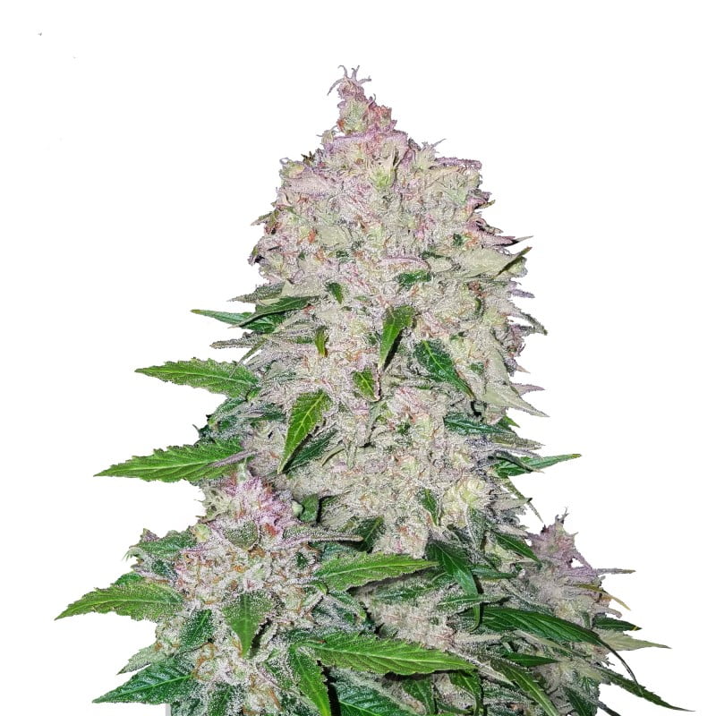 Descubre las poderosas características de la variedad de cannabis Stardawg Auto de Fast Buds - Una elección de floración rápida y potente.