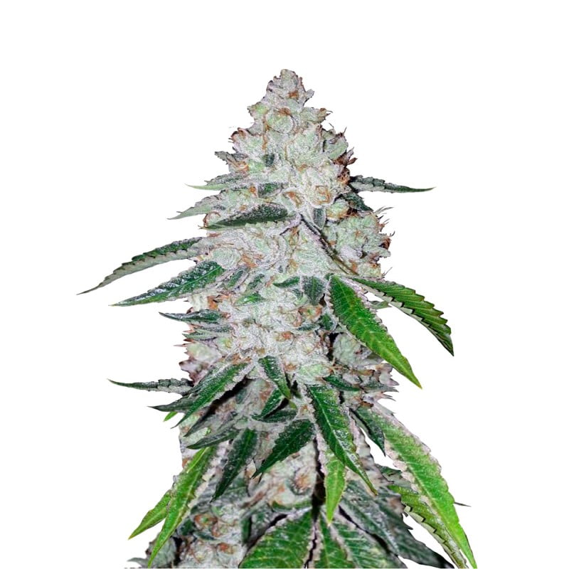 West Coast OG Auto es una potente y aromática variedad de cannabis autofloreciente de Fast Buds, con las características distintivas de la West Coast OG. Disfruta de esta belleza de rápida floración con tonos terrosos y efectos relajantes.